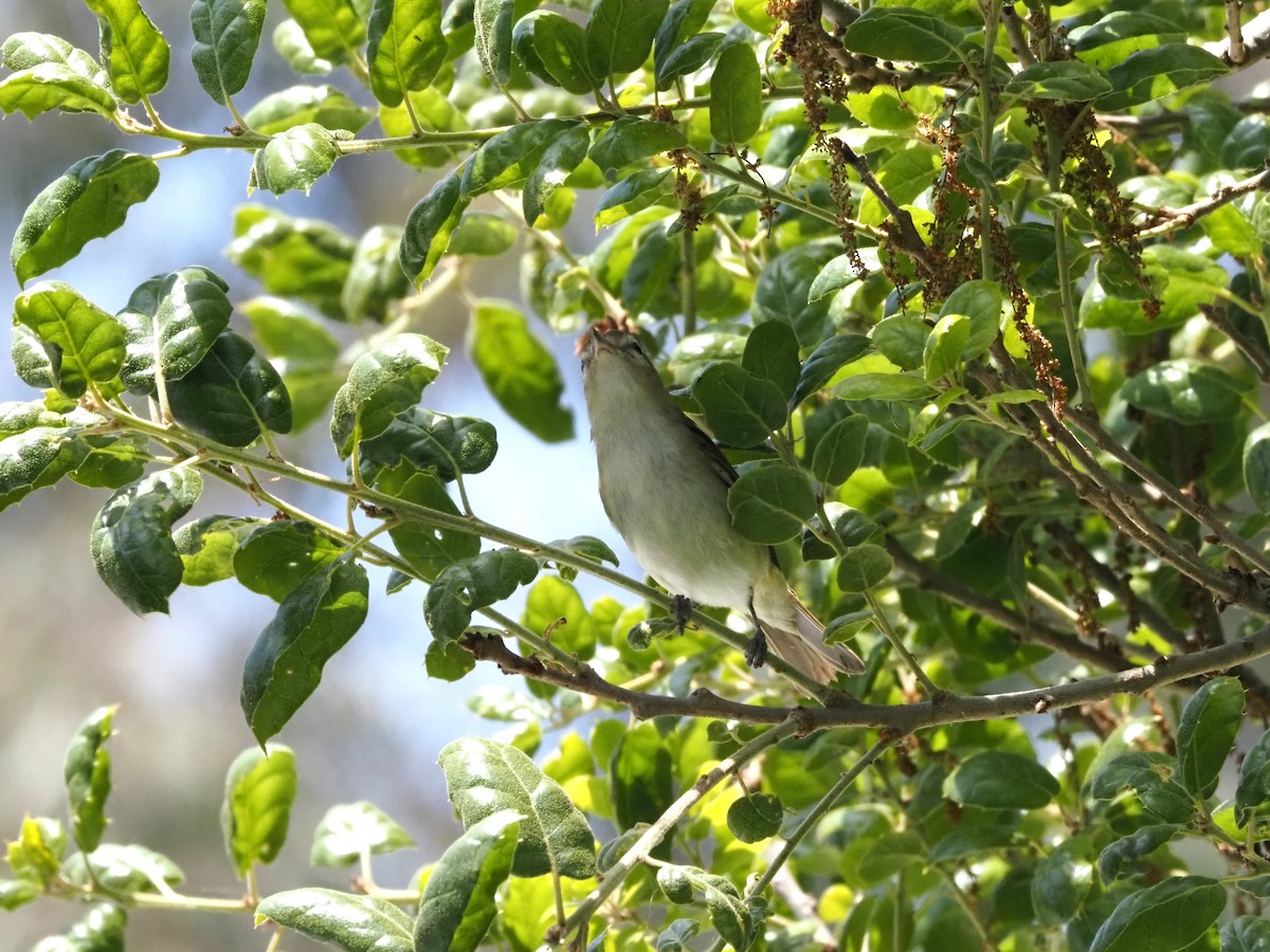 Warbling Vireo - Uma Sachdeva