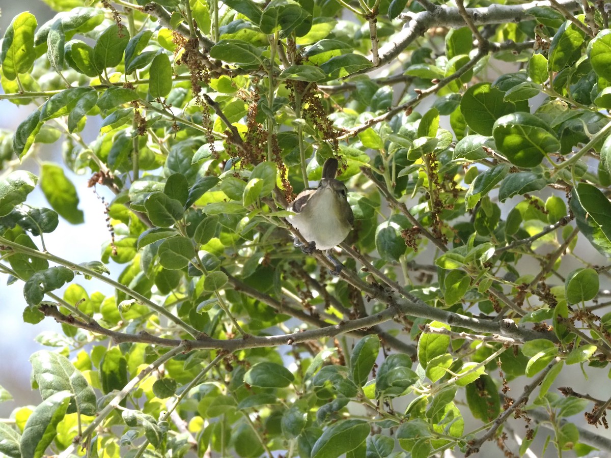 Warbling Vireo - Uma Sachdeva