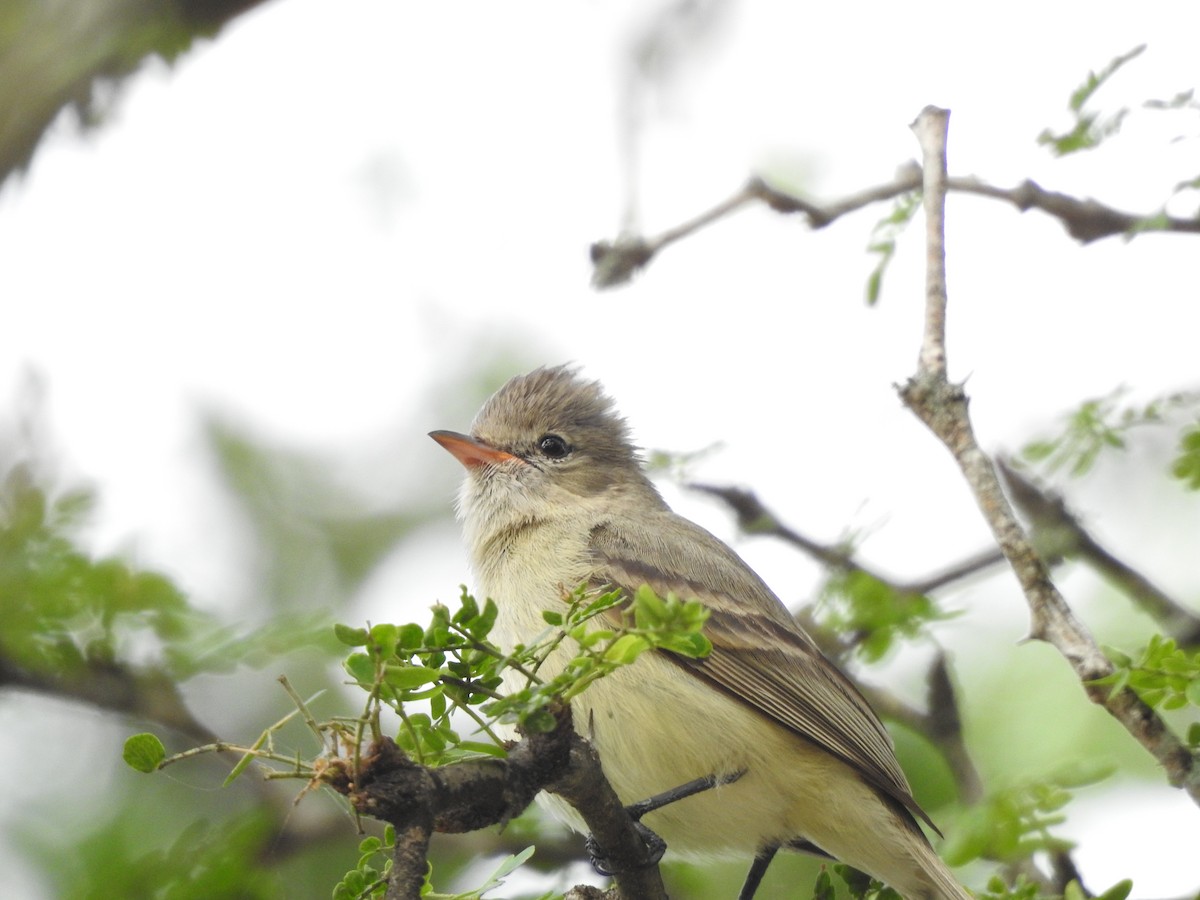 Northern Beardless-Tyrannulet - Joseph Aubert