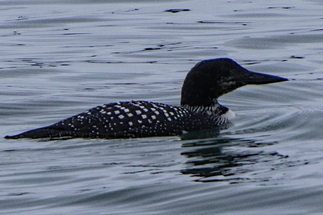 Common Loon - ML618540867