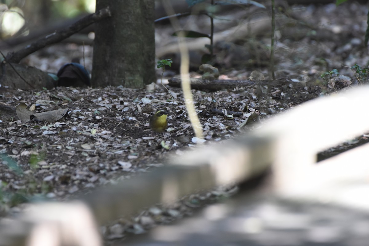 Yellow-throated Scrubwren - ML618540877