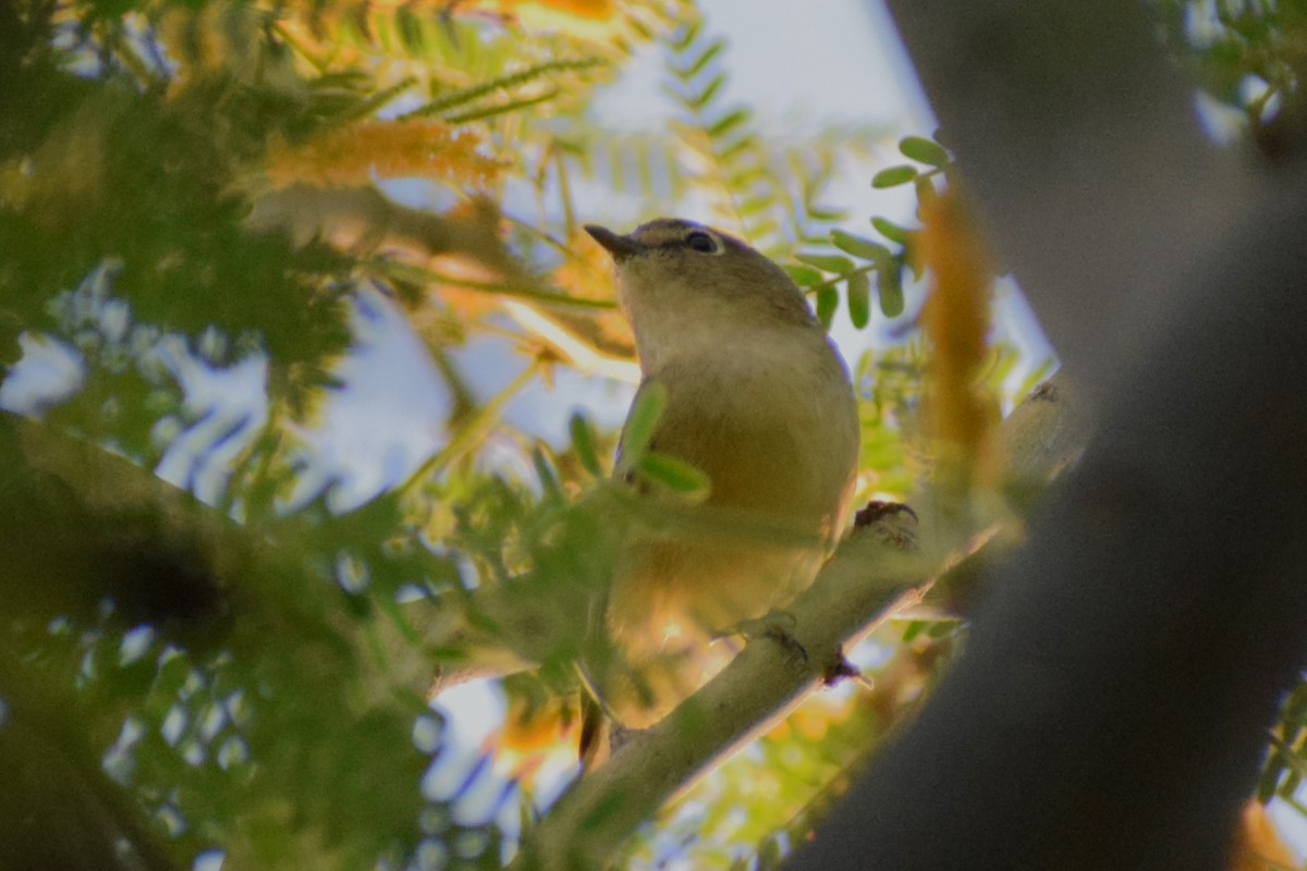 Cassin's Vireo - ML618540899