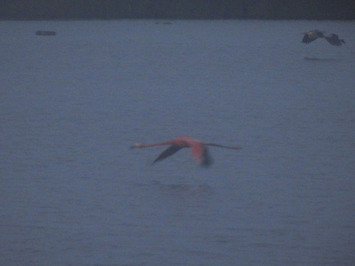 American Flamingo - Uday Sant