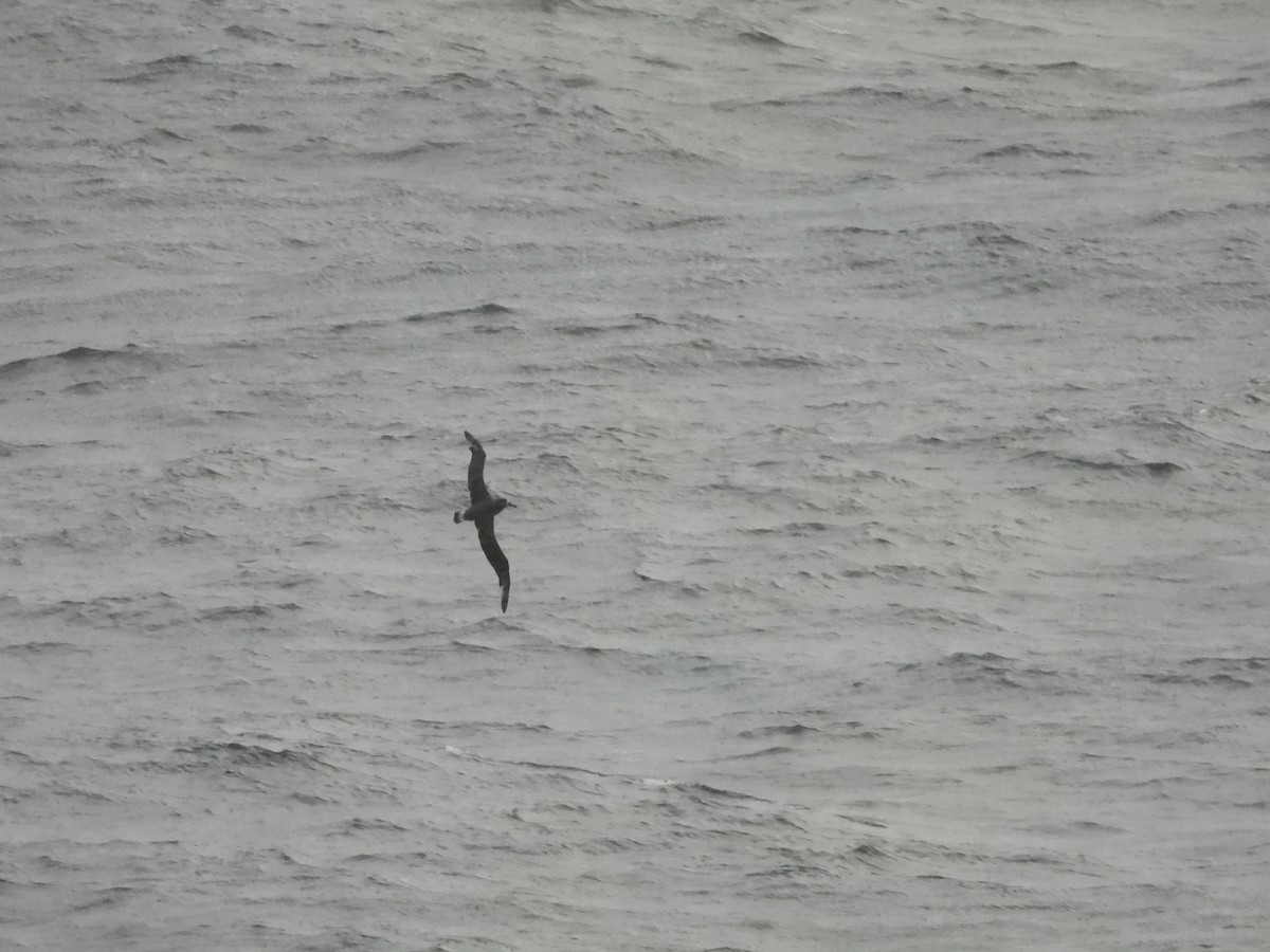 Albatros à pieds noirs - ML618540933
