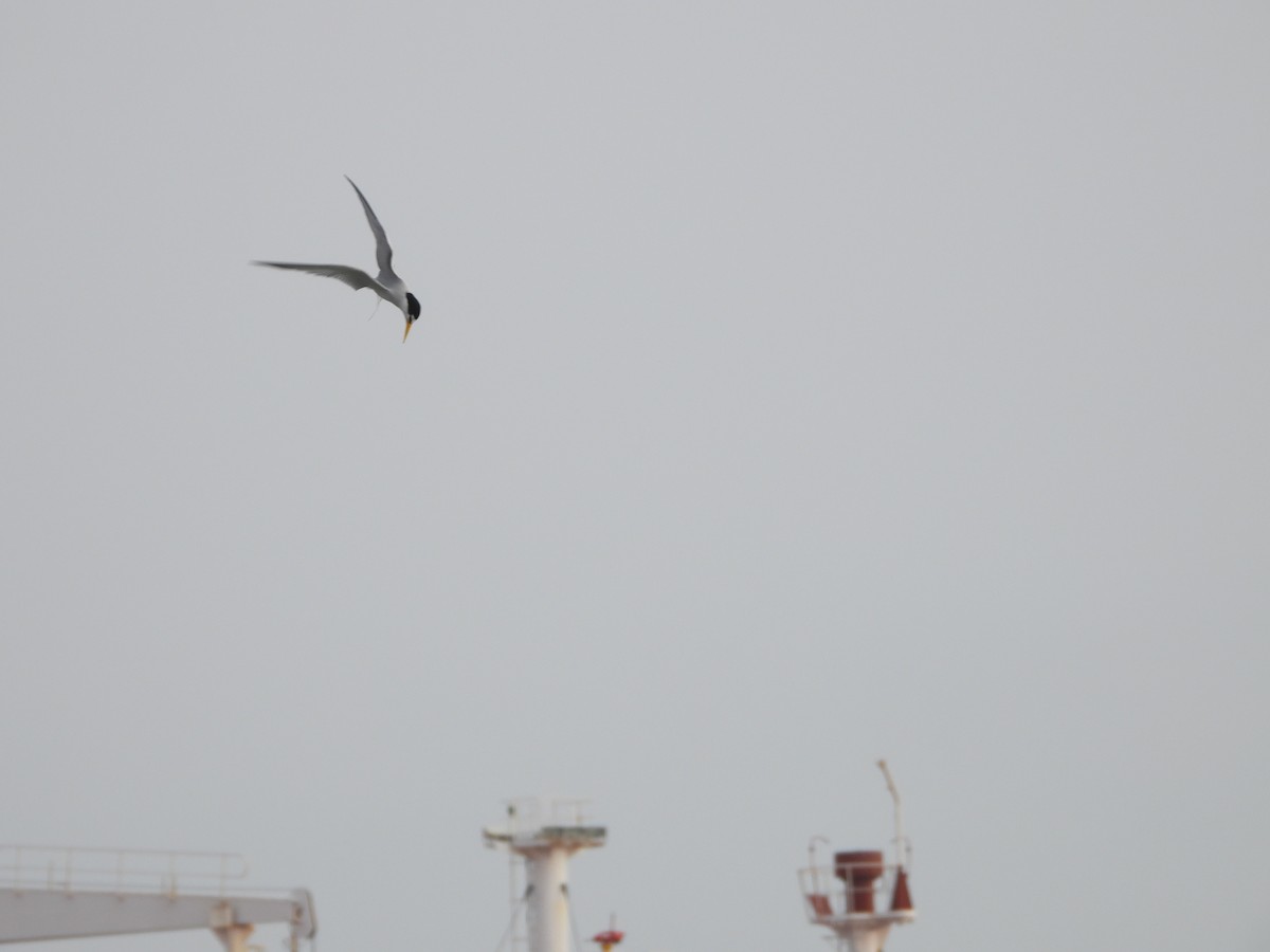 Least Tern - Lesha Roberts