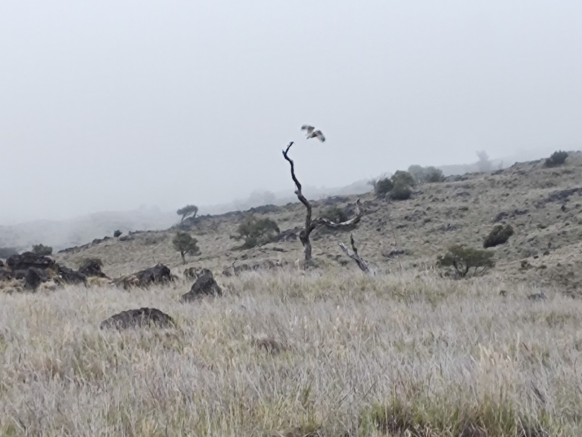 Short-eared Owl (Hawaiian) - ML618540940