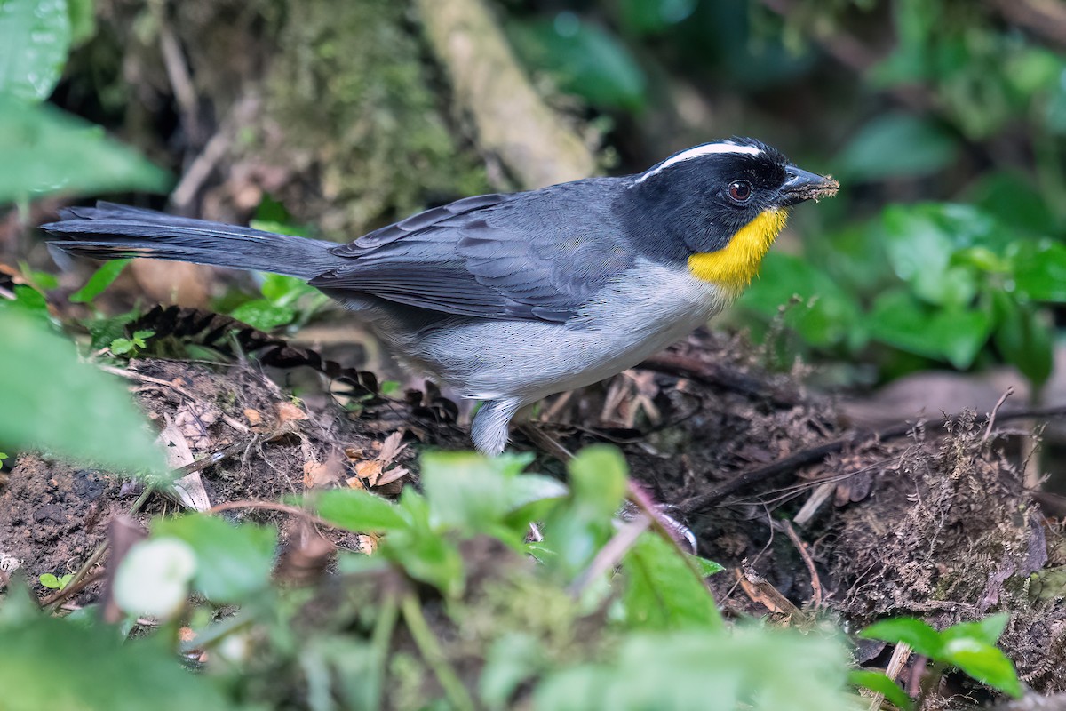 White-naped Brushfinch (Yellow-throated) - ML618540942