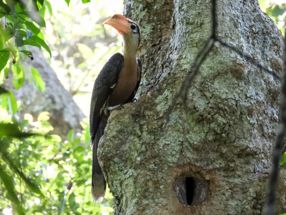 Brown Hornbill - ML618540947