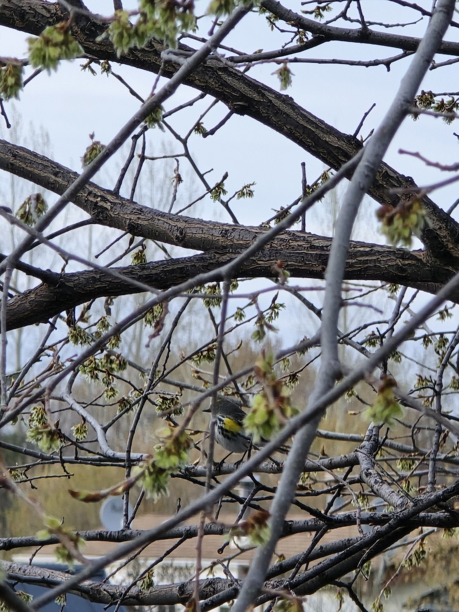 Yellow-rumped Warbler - Susana Nens