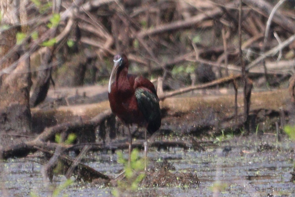 Glossy Ibis - ML618540976