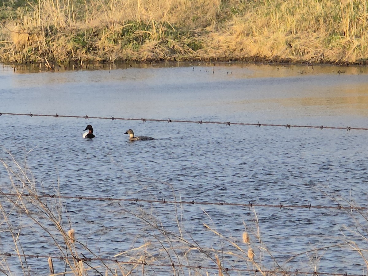 Canvasback - Susana Nens