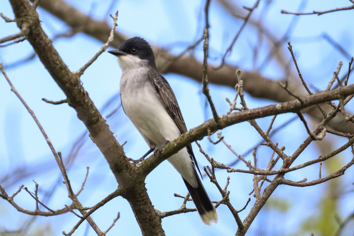 Eastern Kingbird - ML618540988