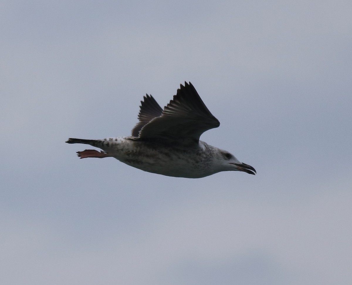 Lesser Black-backed Gull - Afsar Nayakkan