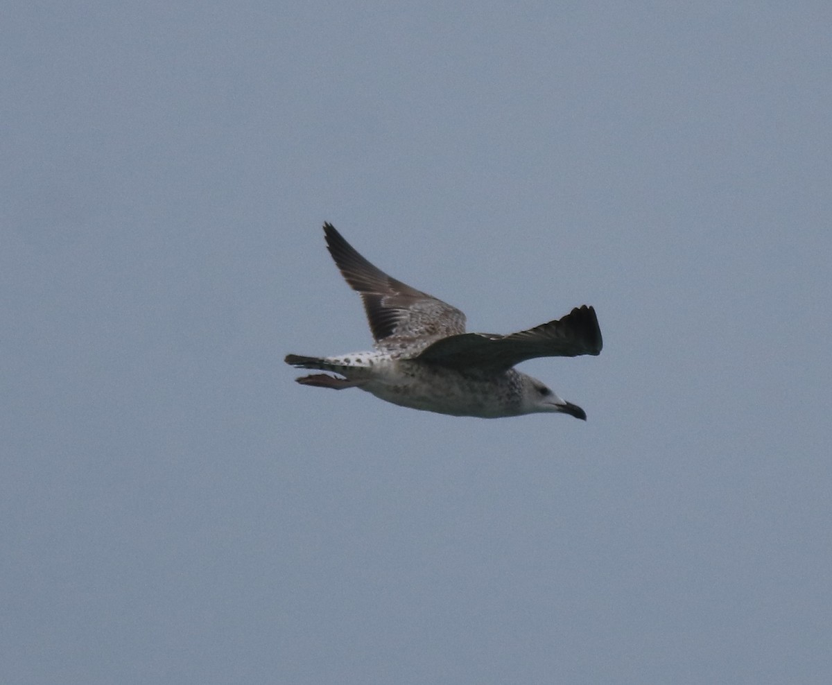 Lesser Black-backed Gull - Afsar Nayakkan