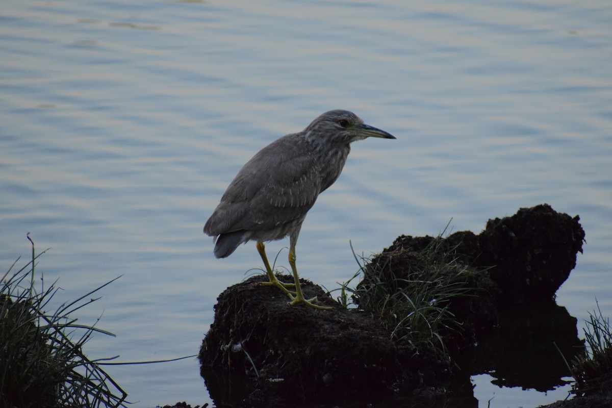 Black-crowned Night Heron - Pamela Carney