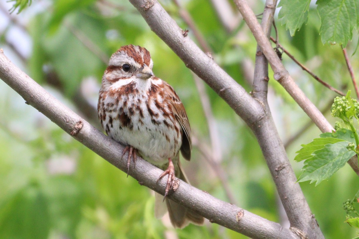 Song Sparrow - ML618541011