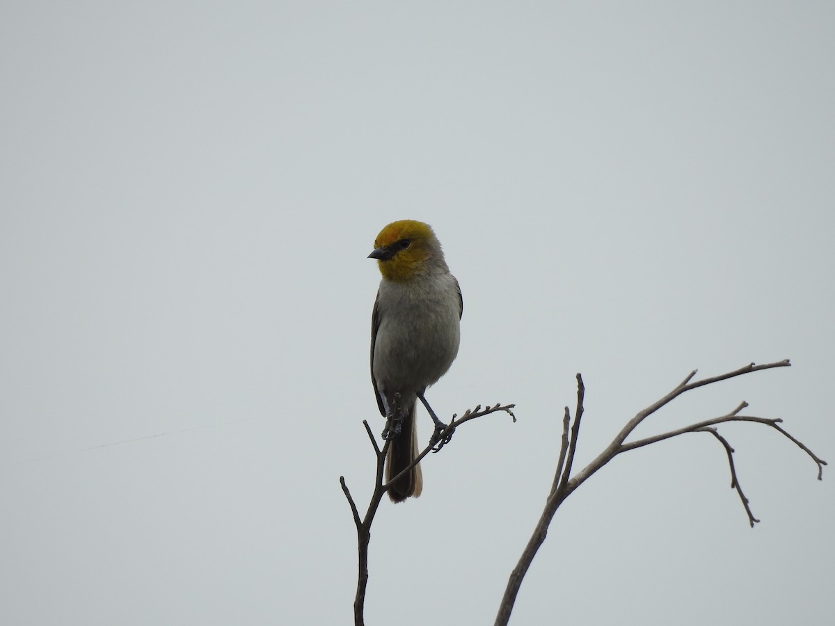 Verdin - Joseph Aubert