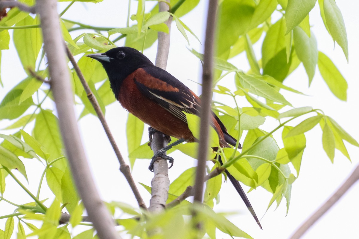 Orchard Oriole - ML618541022