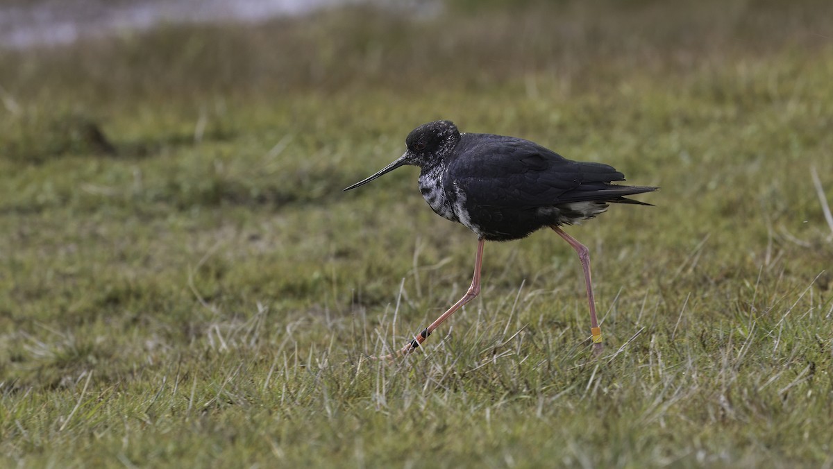 Black Stilt - ML618541069