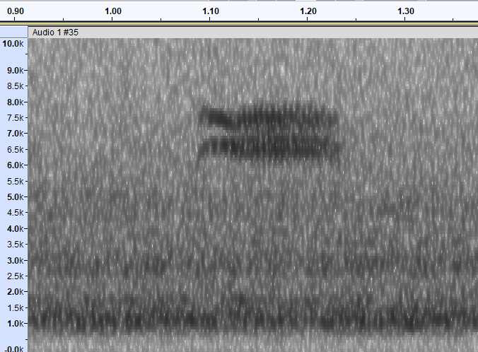 Lincoln's/Swamp Sparrow - ML618541078