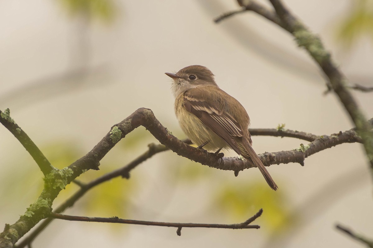 Least Flycatcher - ML618541081