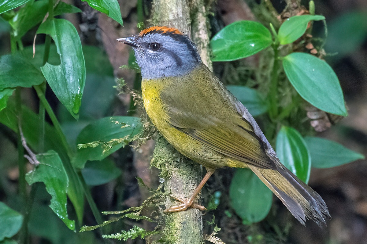 Russet-crowned Warbler - Bradley Kane