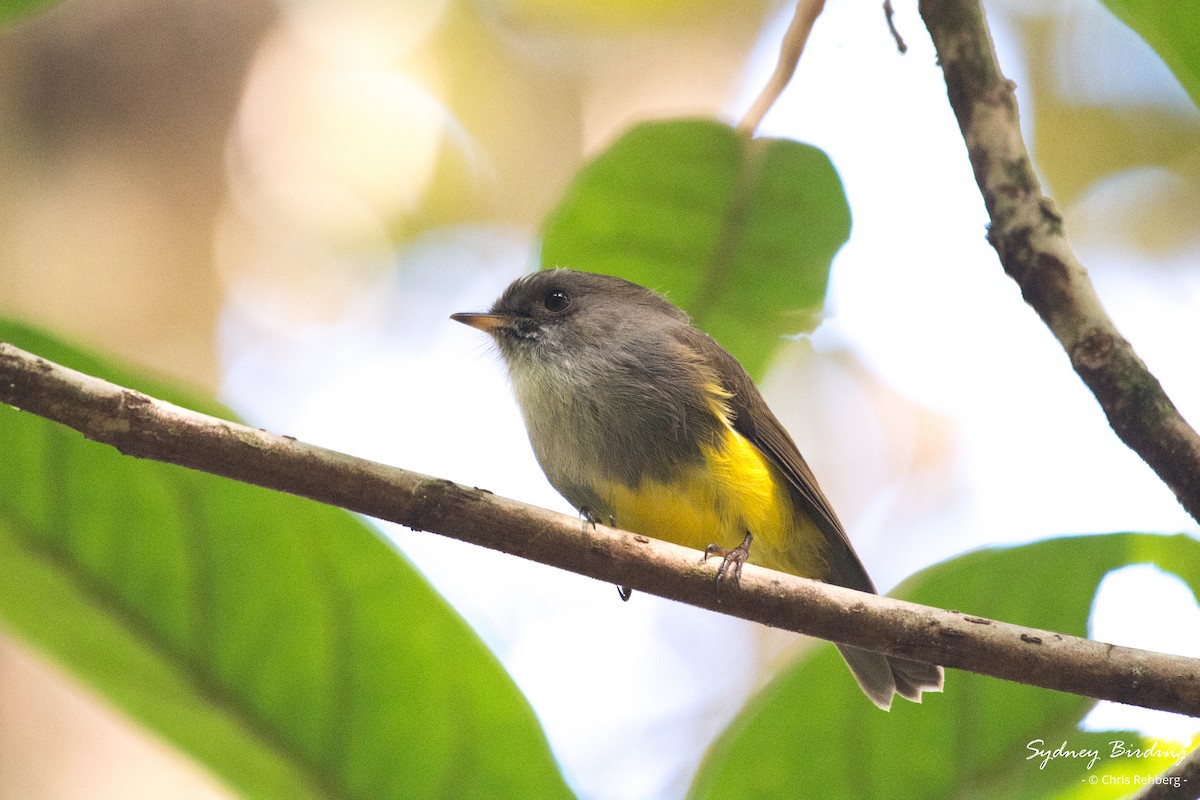 Yellow-bellied Flyrobin - ML618541118