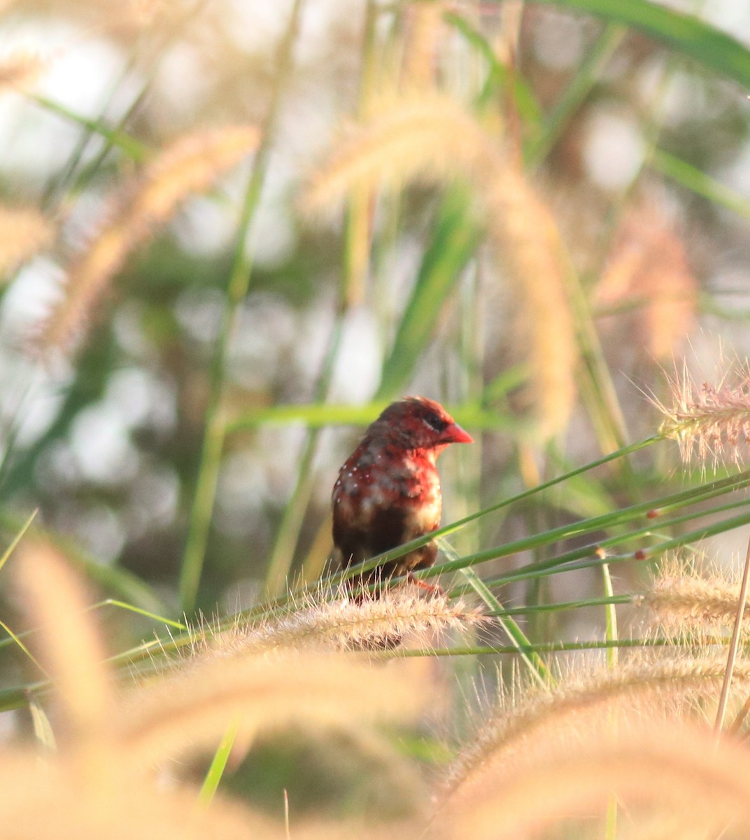 Red Avadavat - Afsar Nayakkan