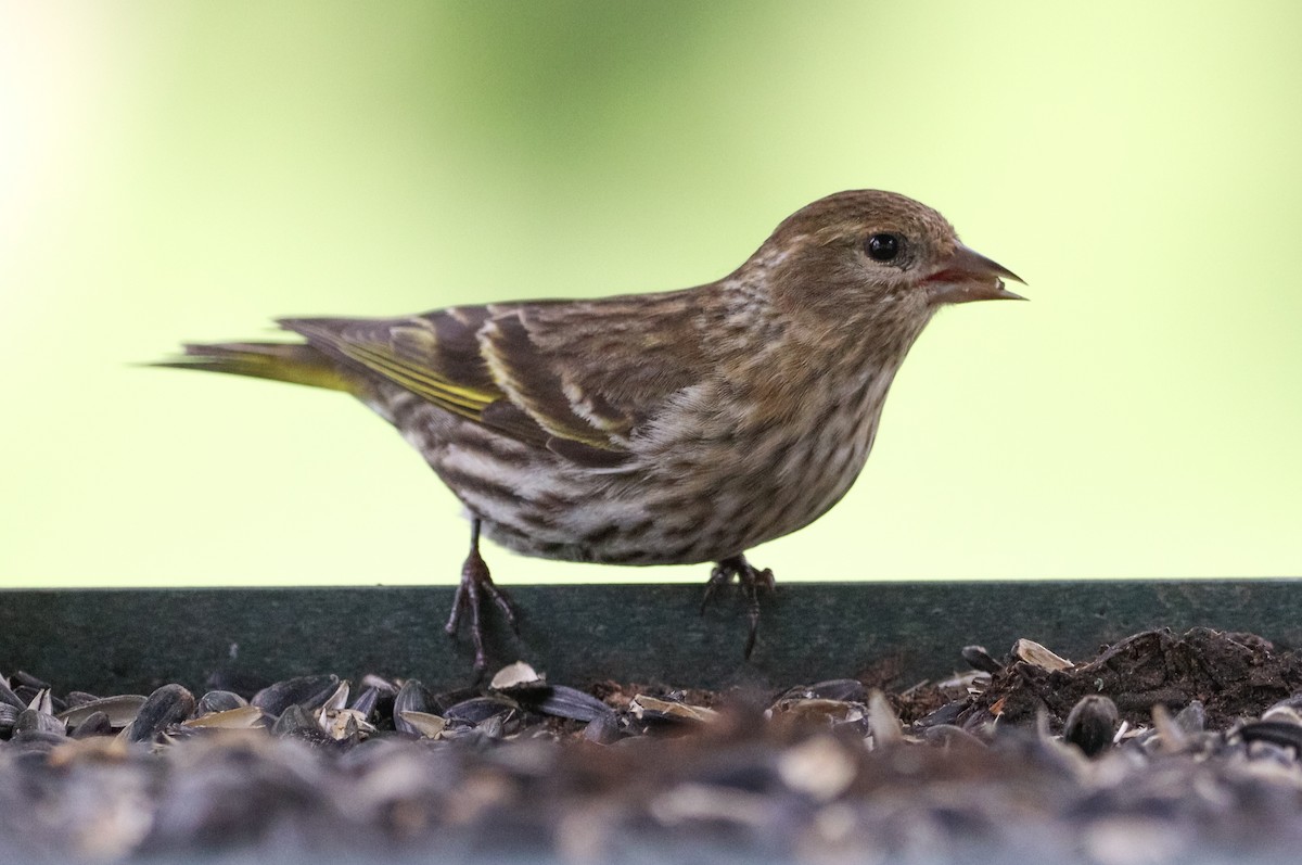 Pine Siskin - ML618541175