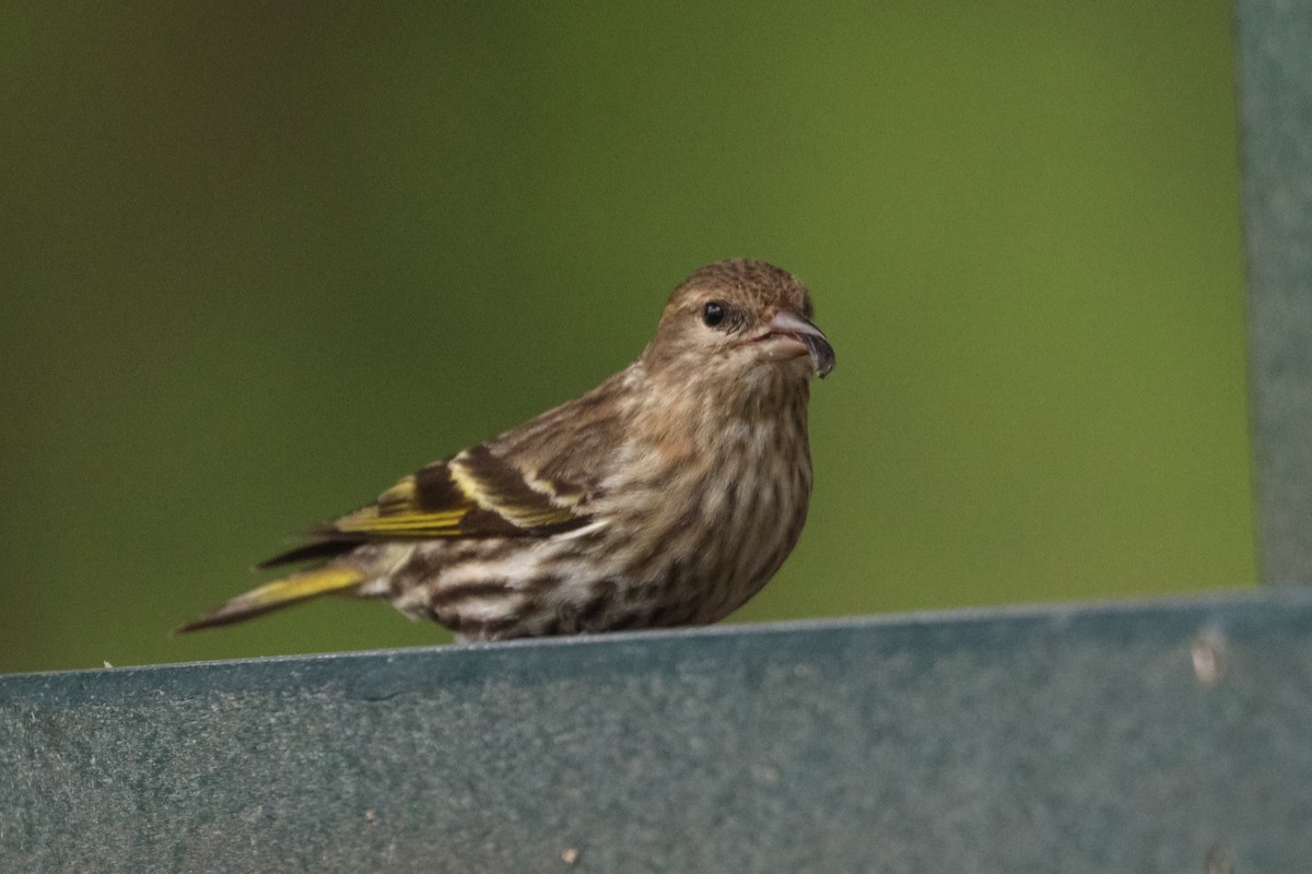 Pine Siskin - ML618541176