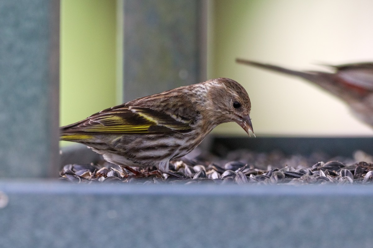 Pine Siskin - ML618541178