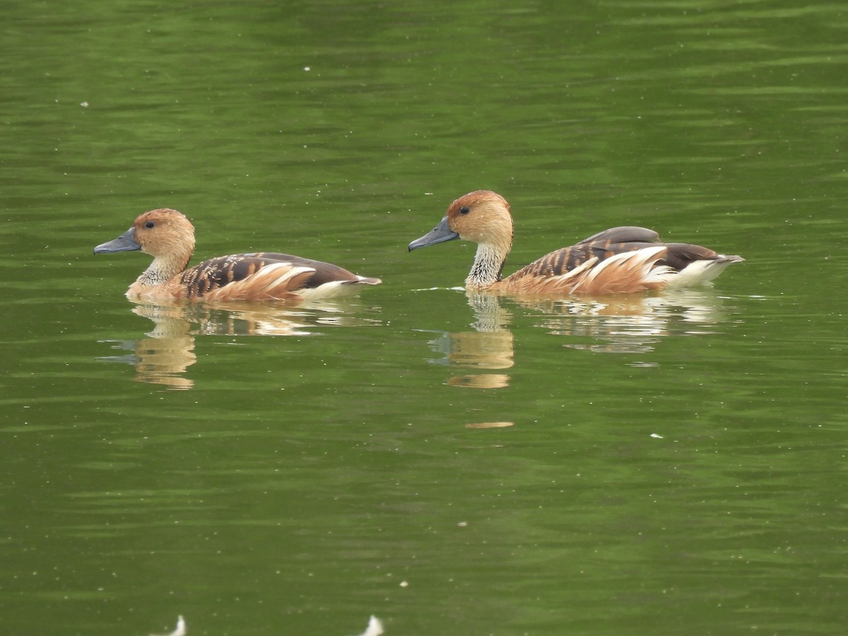 Dendrocygne fauve - ML618541186