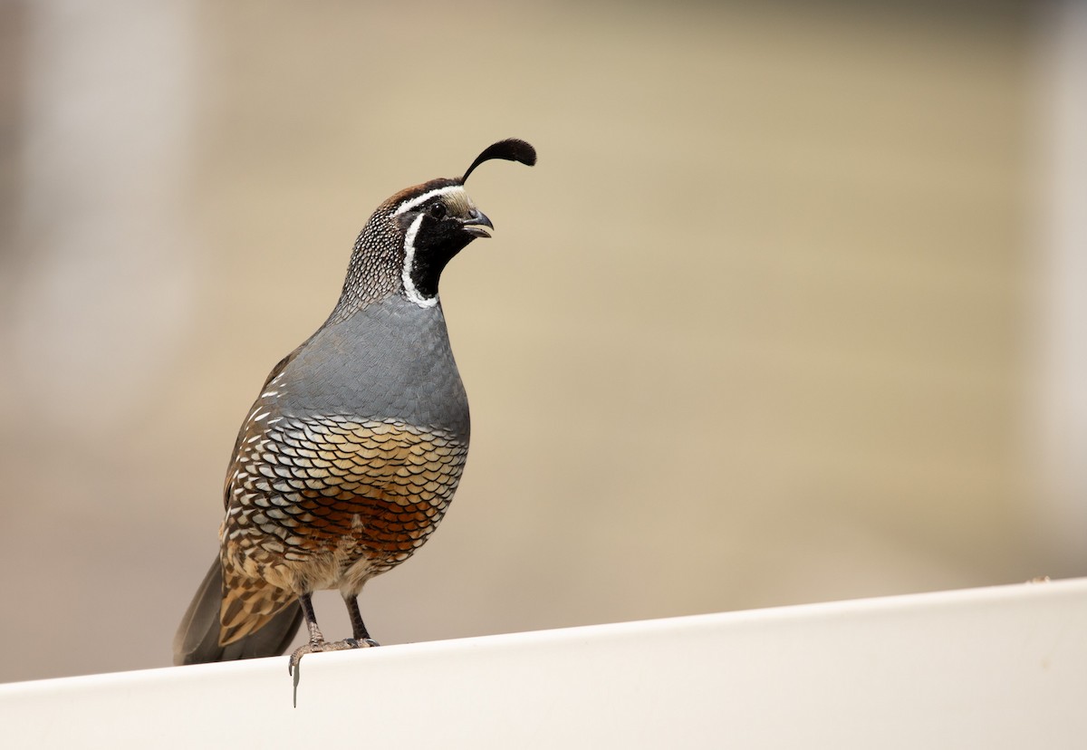 California Quail - London Graham