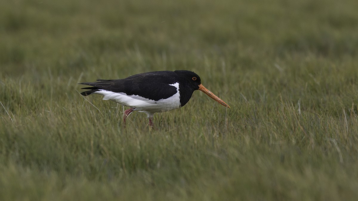 South Island Oystercatcher - ML618541198