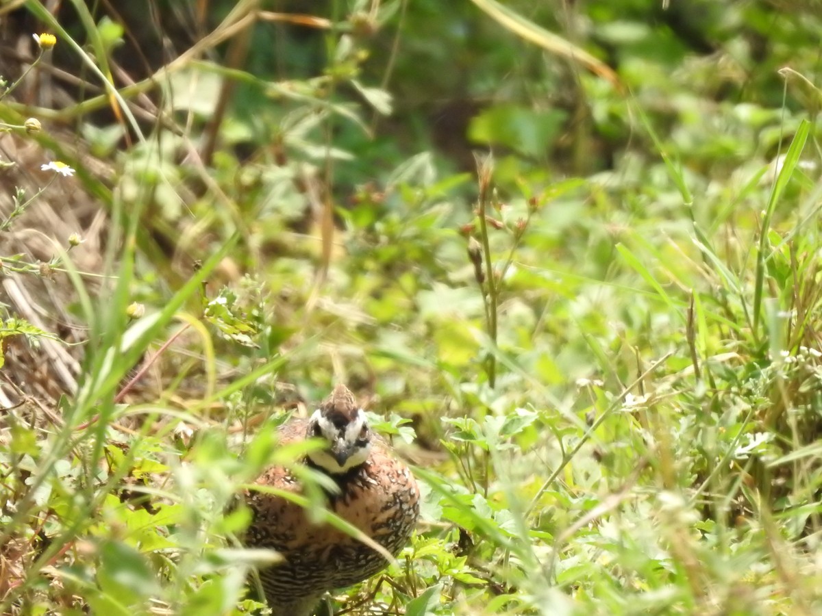 Northern Bobwhite - Joseph Aubert