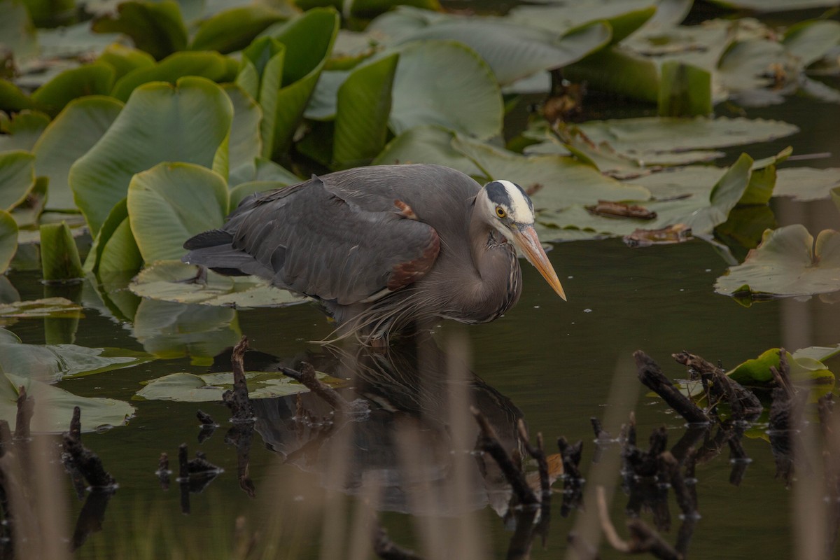 Great Blue Heron - Tristan Semeniuk