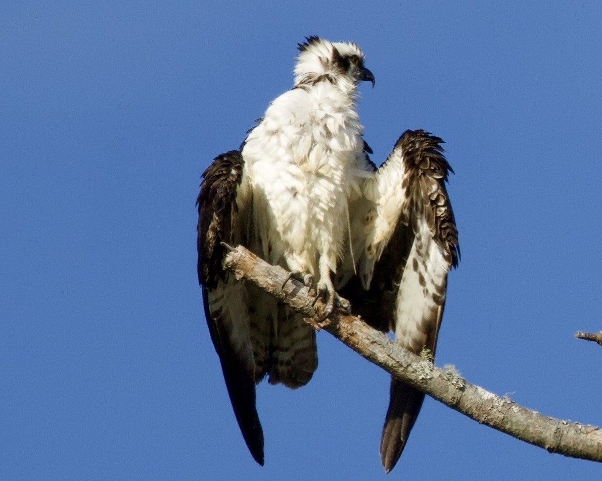 Osprey - Dave Bengston