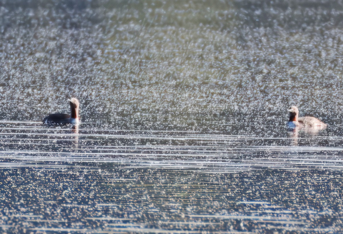 Red-throated Loon - Kate Hushcha