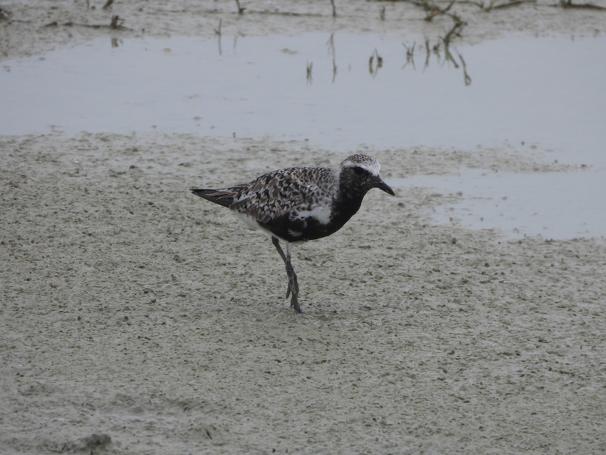 Black-bellied Plover - Lesha Roberts