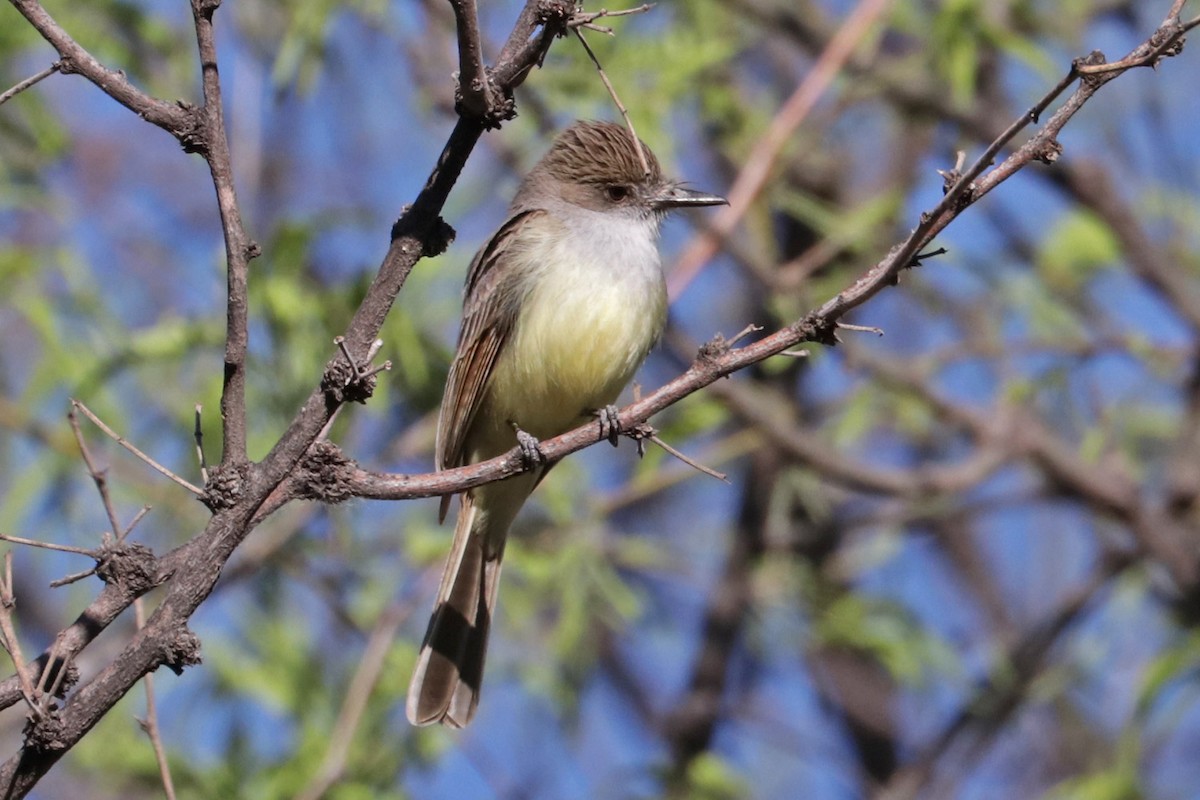 Dusky-capped Flycatcher (olivascens) - Richard Fray