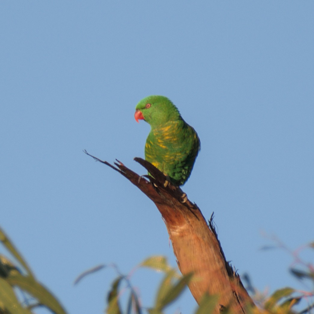 Scaly-breasted Lorikeet - Tyler Beutel