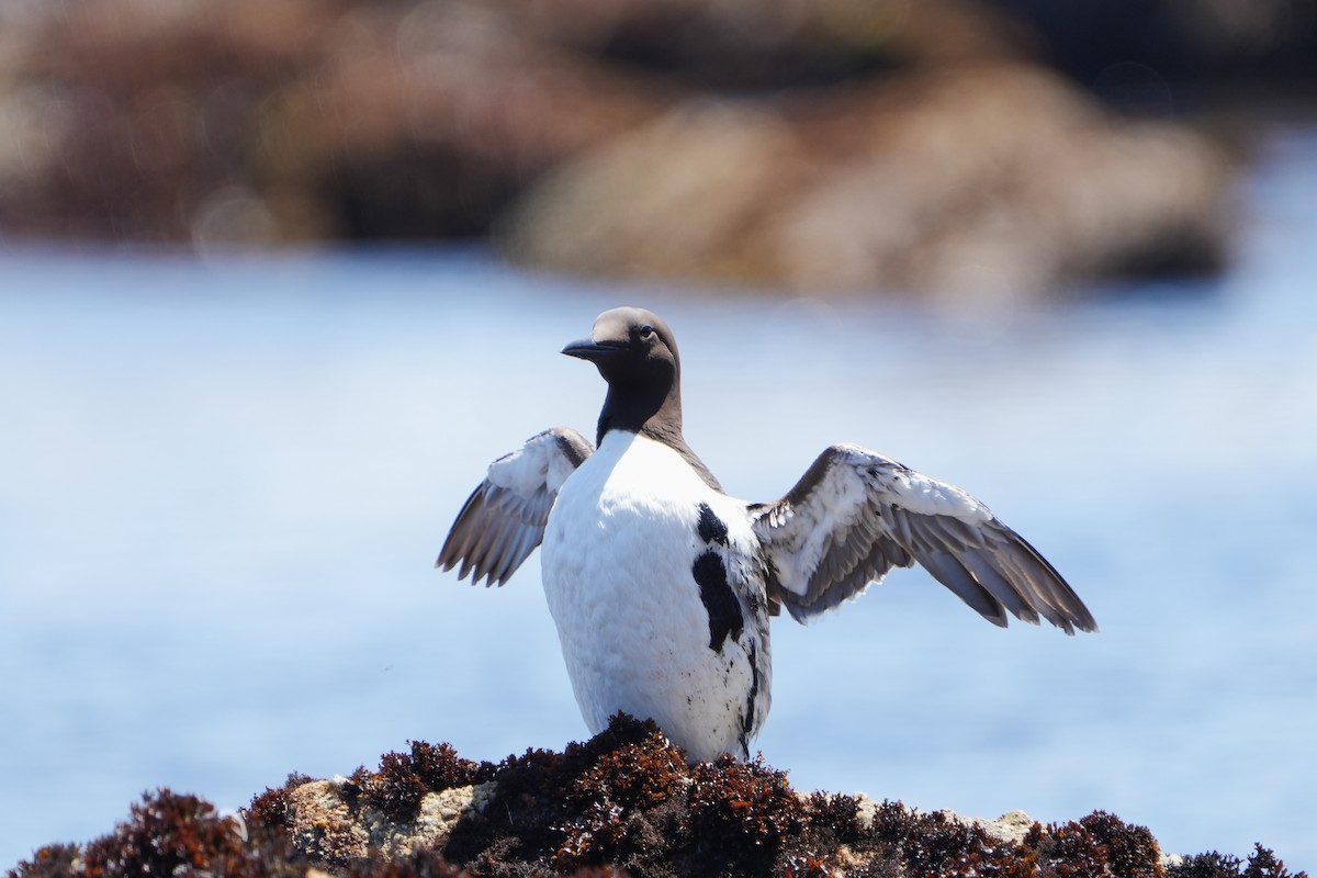 Common Murre - ML618541281