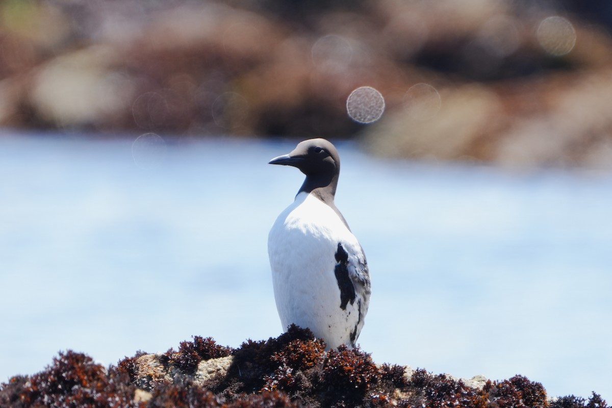 Common Murre - ML618541283