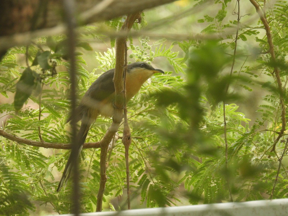 Mangrove Cuckoo - Uday Sant