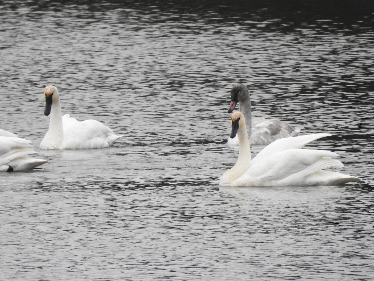 Trumpeter Swan - Rebecca Carroll