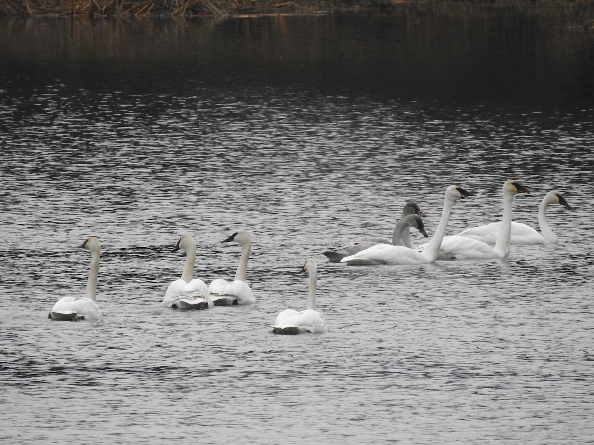 Trumpeter Swan - ML618541291