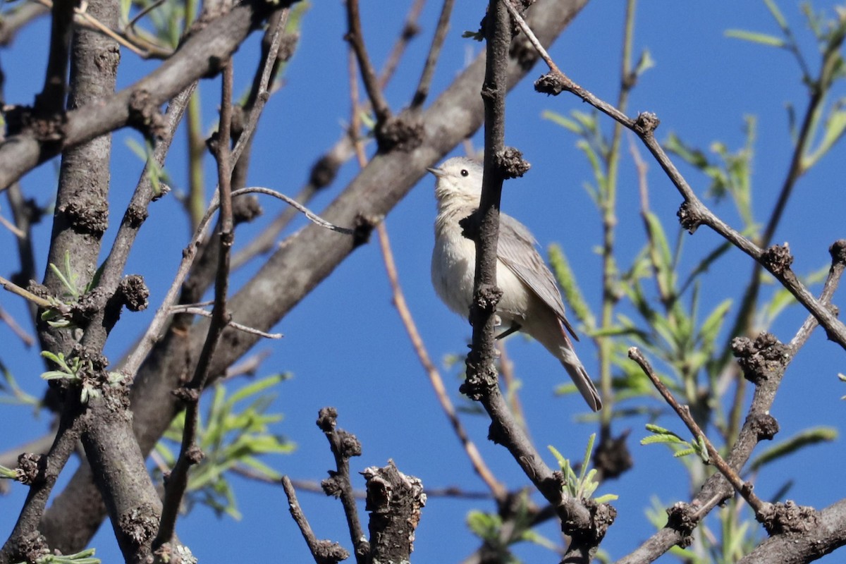 Lucy's Warbler - Richard Fray