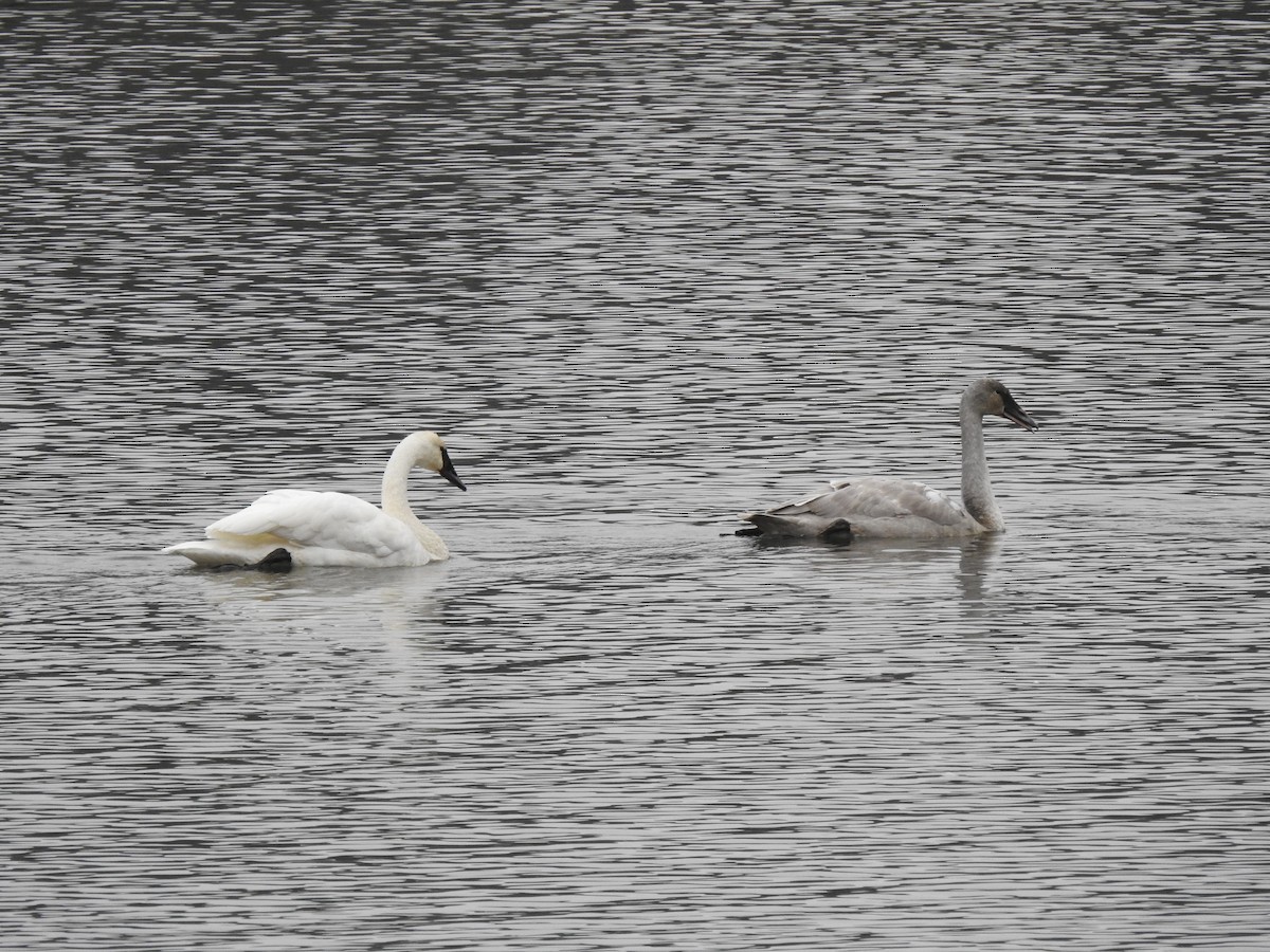 Trumpeter Swan - ML618541300