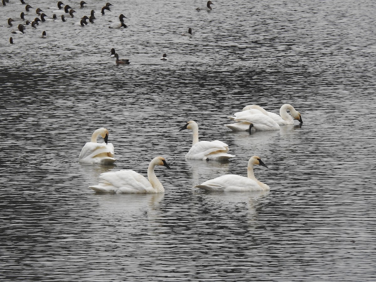 Trumpeter Swan - ML618541301