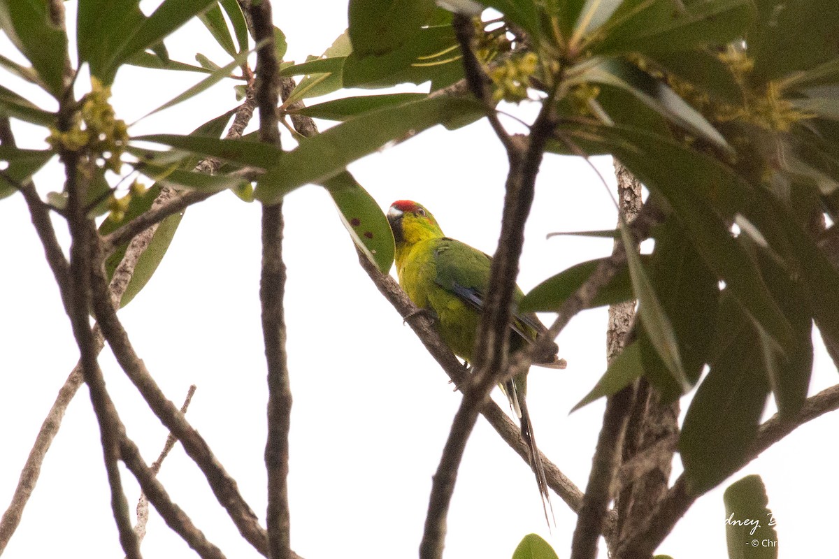 New Caledonian Parakeet - Chris Rehberg  | Sydney Birding